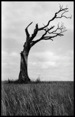 000082160010_edited.gif 000082160010_edited.gif