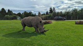 Rhino.jpg