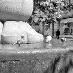 St Annes Pigeons Lr.jpg