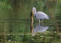 Aug 28 2023 heron with fish.jpg