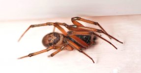 53089356948edit_d9f89114de_c.jpg 53089356948edit_d9f89114de_c.jpg