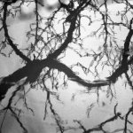 Abstract Tree.JPG Abstract Tree.JPG