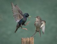 9AAC815A-AAB3-4863-A7DC-DB8BBBDF611B.jpeg 9AAC815A-AAB3-4863-A7DC-DB8BBBDF611B.jpeg