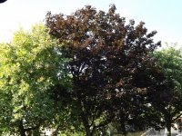 DSCF2286.JPG DSCF2286.JPG