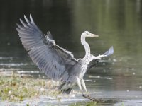 Heron resized.jpg