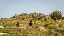 011 Bellever Tor (Ponies) 02-1001014 PS Adj.JPG 011 Bellever Tor (Ponies) 02-1001014 PS Adj.JPG