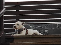 White dog on stairs at The Castle Sidmouth _1050532.JPG