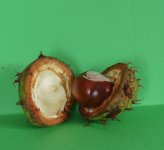 Week 37 - Hollow.jpg