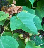 Blobies (1 of 1).JPG