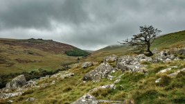 010 Black-a-Tor Copse 02-7205 PS Adj.JPG