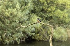 IMGC2762-150mm tp.jpg