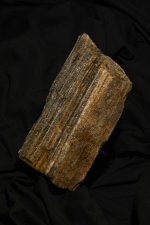 Petrified wood TP upload.jpg Petrified wood TP upload.jpg