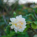 L1012104_DxO-v40-14-c.jpg L1012104_DxO-v40-14-c.jpg