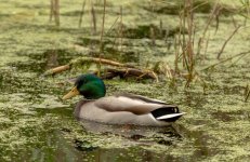 9I6A0945-2.jpg 9I6A0945-2.jpg