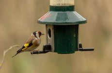 9I6A0950-2.jpg 9I6A0950-2.jpg