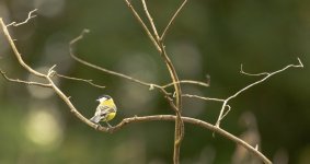 9I6A0924-2.jpg 9I6A0924-2.jpg