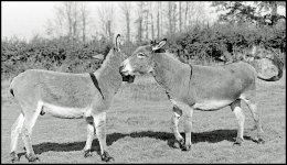 Donkeys Crediton Devon Praktica Nova 1977_01_21.jpg