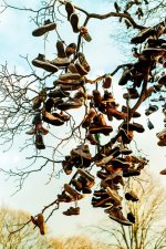 strange fruit 2.jpg strange fruit 2.jpg