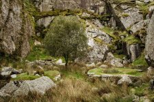 012 Quarry at Ingra Tor 03-7272 PS Adj.JPG