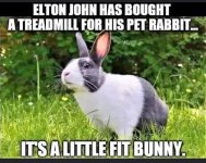 Little fit bunny.jpeg