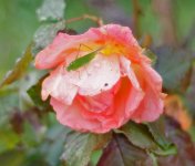 L1012145_DxO-v40-14-c.jpg L1012145_DxO-v40-14-c.jpg