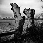 Nettar_005.jpg Nettar_005.jpg