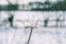 ice on plant for comp.jpg ice on plant for comp.jpg