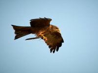 20231005-063513 -OA057975-denoise-standard.jpg 20231005-063513 -OA057975-denoise-standard.jpg