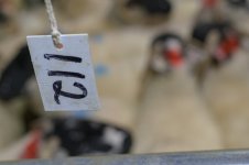 oldfair (58 of 75).jpg oldfair (58 of 75).jpg