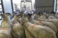 oldfair (8 of 75).jpg oldfair (8 of 75).jpg