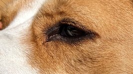 Dog 100%.jpg Dog 100%.jpg