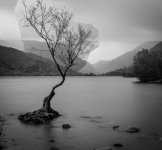 lone tree blend 1.jpg