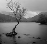 lone tree blend 2.jpg