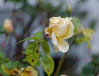 L1012162_DxO-L902-28-c.jpg L1012162_DxO-L902-28-c.jpg