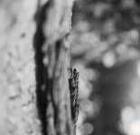 Slither of bark LR.jpg