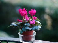 L1012189_DxO-L75-25-c-iso1250.jpg L1012189_DxO-L75-25-c-iso1250.jpg