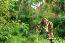 Week 44 - Captive (1 of 1).jpg