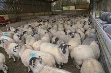 _7815631.jpg _7815631.jpg