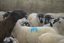 dutt (78 of 88).jpg dutt (78 of 88).jpg