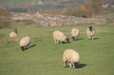 _7821431.jpg _7821431.jpg