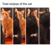 cateclipse.jpg