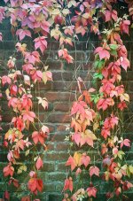 000014930014 Virginia creeper.jpg 000014930014 Virginia creeper.jpg