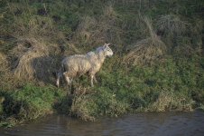 _7815833.jpg _7815833.jpg