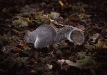 Week 47 - Autumnal-1.jpg