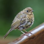 P1018990 (1).jpg P1018990 (1).jpg