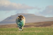 _7821536-Enhanced-NR.jpg _7821536-Enhanced-NR.jpg