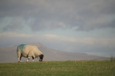 _7821518.jpg _7821518.jpg