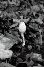 Small Fungus.JPG Small Fungus.JPG