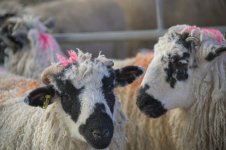 _7821892.jpg _7821892.jpg