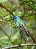 Sparkling Violetear 2.jpg Sparkling Violetear 2.jpg